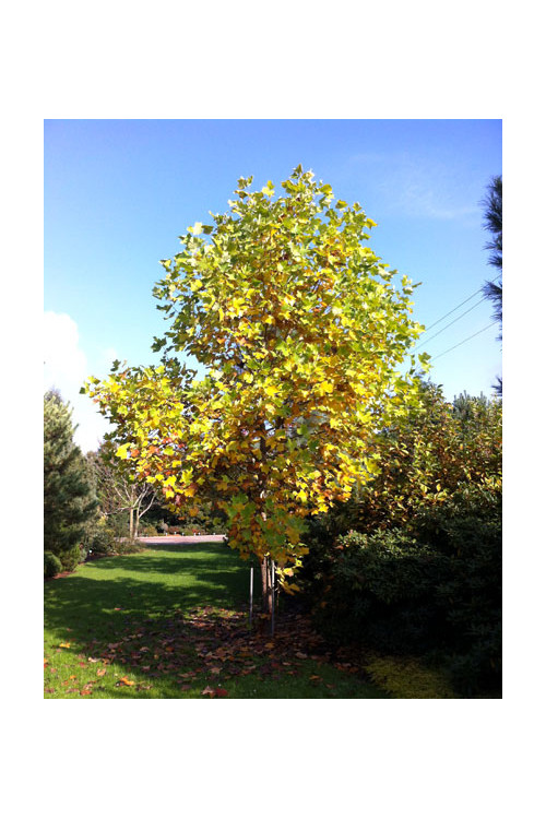 Tulipanowiec amerykański Liriodendron tulipifera