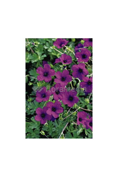 Bodziszek popielaty 'Splendens' Geranium cinereum