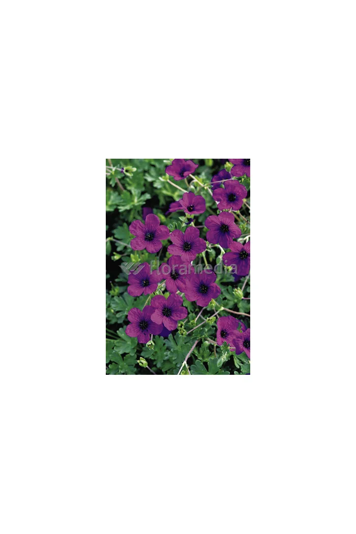 Bodziszek popielaty 'Splendens' Geranium cinereum