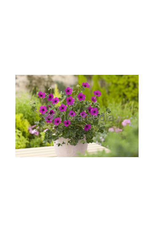 Bodziszek popielaty 'Splendens' Geranium cinereum