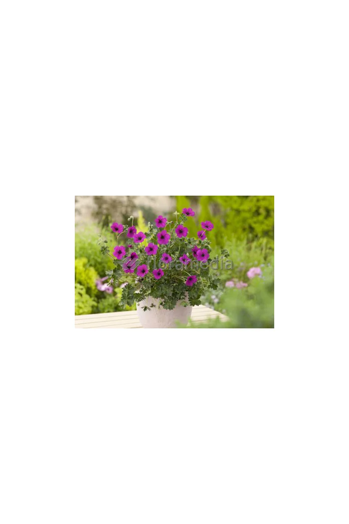 Bodziszek popielaty 'Splendens' Geranium cinereum