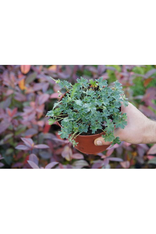 Bodziszek popielaty 'Splendens' Geranium cinereum