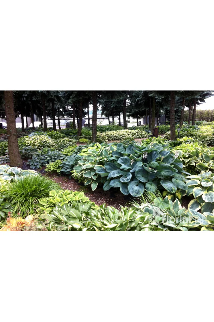 Funkia 'Twilight' | Hosta