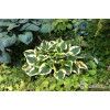Funkia 'Twilight' | Hosta