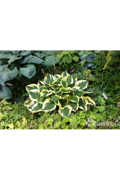 Funkia 'Twilight' | Hosta