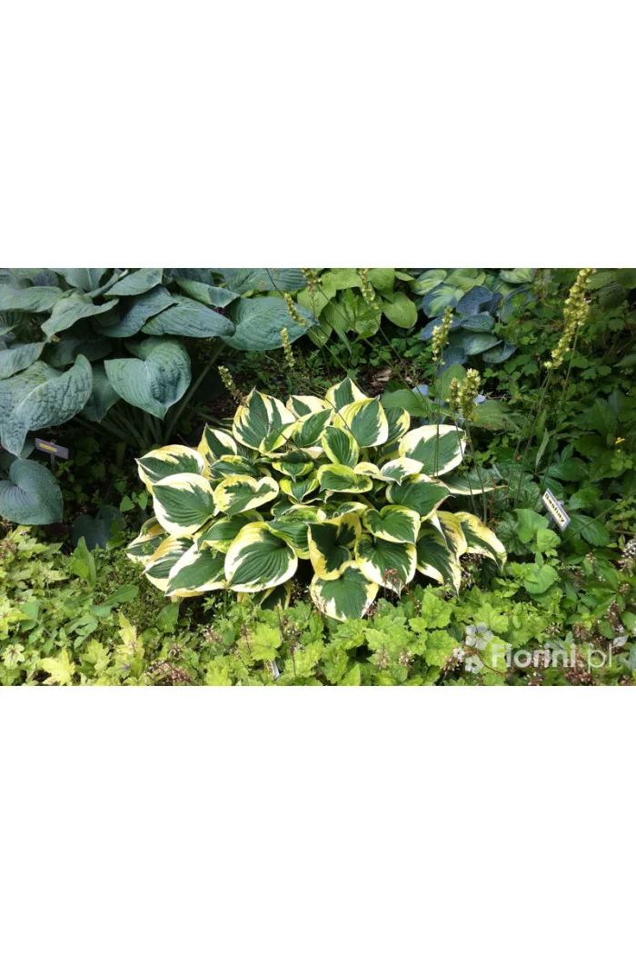 Funkia 'Twilight' | Hosta