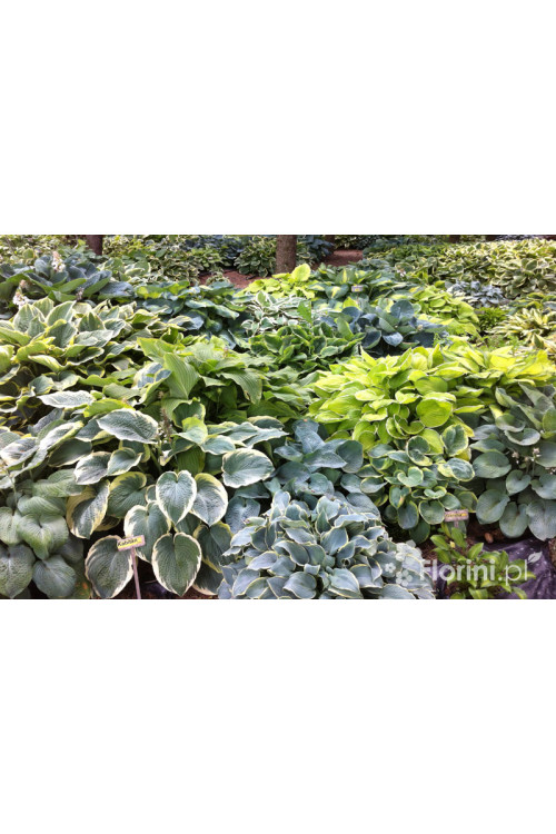 Funkia 'Twilight' | Hosta