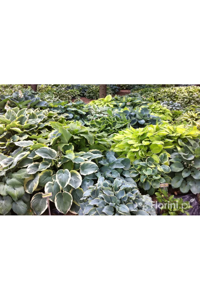 Funkia 'Twilight' | Hosta