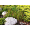 Imperata 'Red Baron' | Imperata