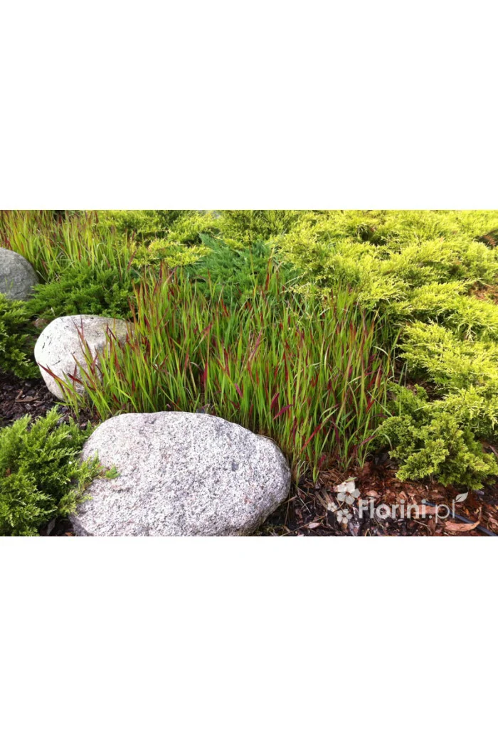 Imperata 'Red Baron' | Imperata