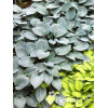 Funkia 'Halcyon' | Hosta