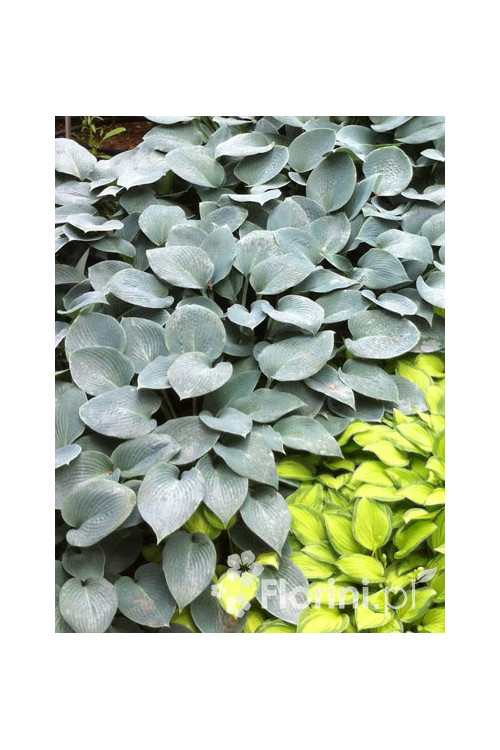 Funkia 'Halcyon' | Hosta
