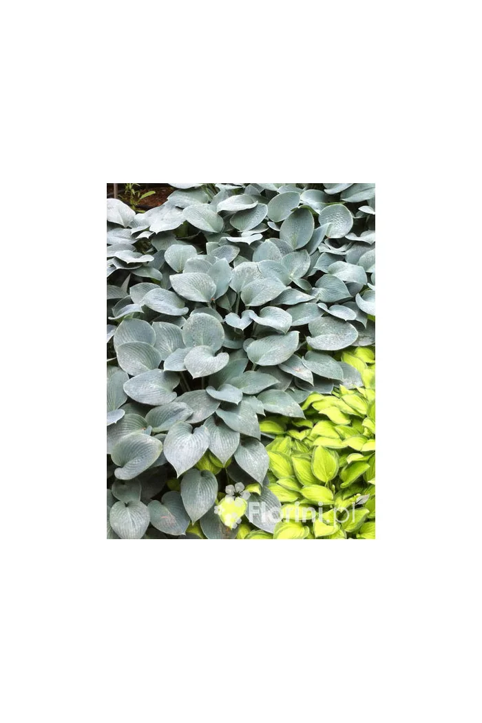 Funkia 'Halcyon' | Hosta