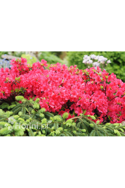 Azalia japońska 'Maruschka' | Azalea japonica