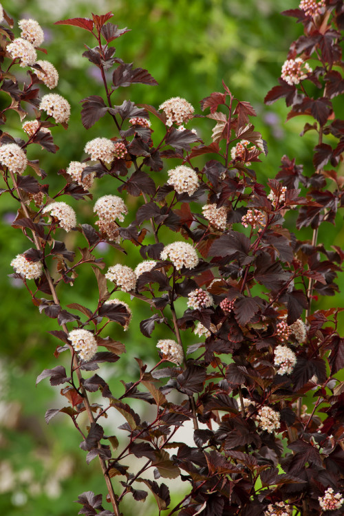 Pęcherznica kalinolistna 'Red Baron' | Physocarpus opulifolius