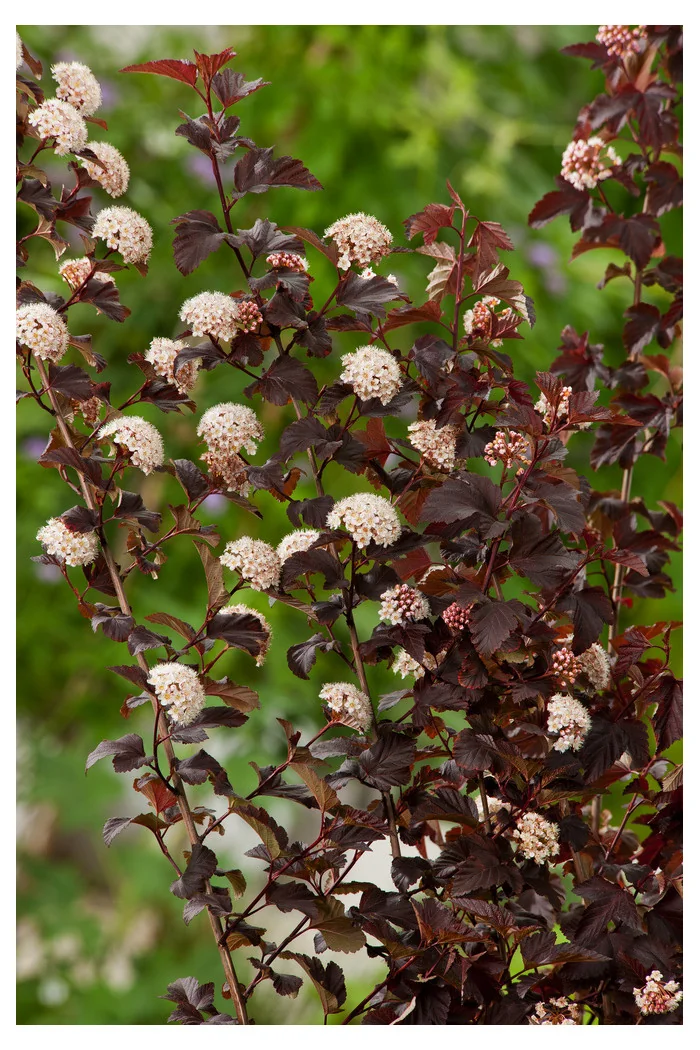 Pęcherznica kalinolistna 'Red Baron' | Physocarpus opulifolius