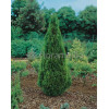 Żywotnik zachodni (Thuja) 'Smaragd' Thuja occidentalis