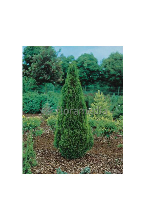 Żywotnik zachodni (Thuja) 'Smaragd' Thuja occidentalis