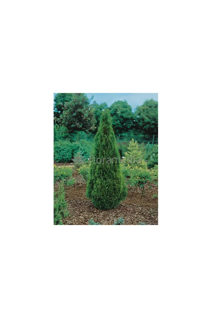 Żywotnik zachodni (Thuja) 'Smaragd' Thuja occidentalis