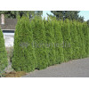Żywotnik zachodni (Thuja) 'Smaragd' Thuja occidentalis
