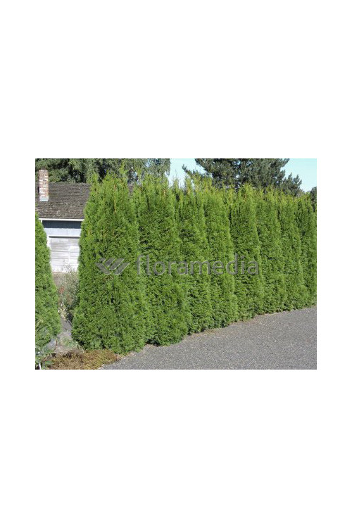 Żywotnik zachodni (Thuja) 'Smaragd' Thuja occidentalis