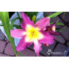 Liliowiec 'Nile Crane' Hemerocallis