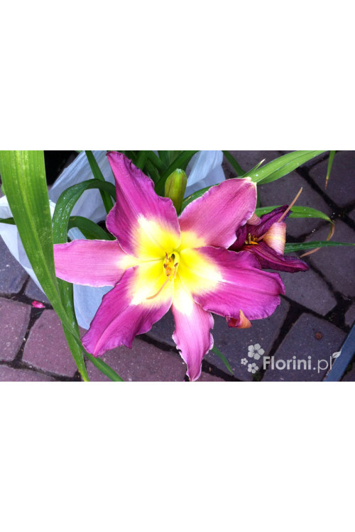Liliowiec 'Nile Crane' Hemerocallis