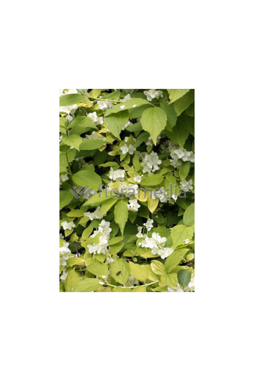 Jaśminowiec wonny 'Aureus' Philadelphus coronarius