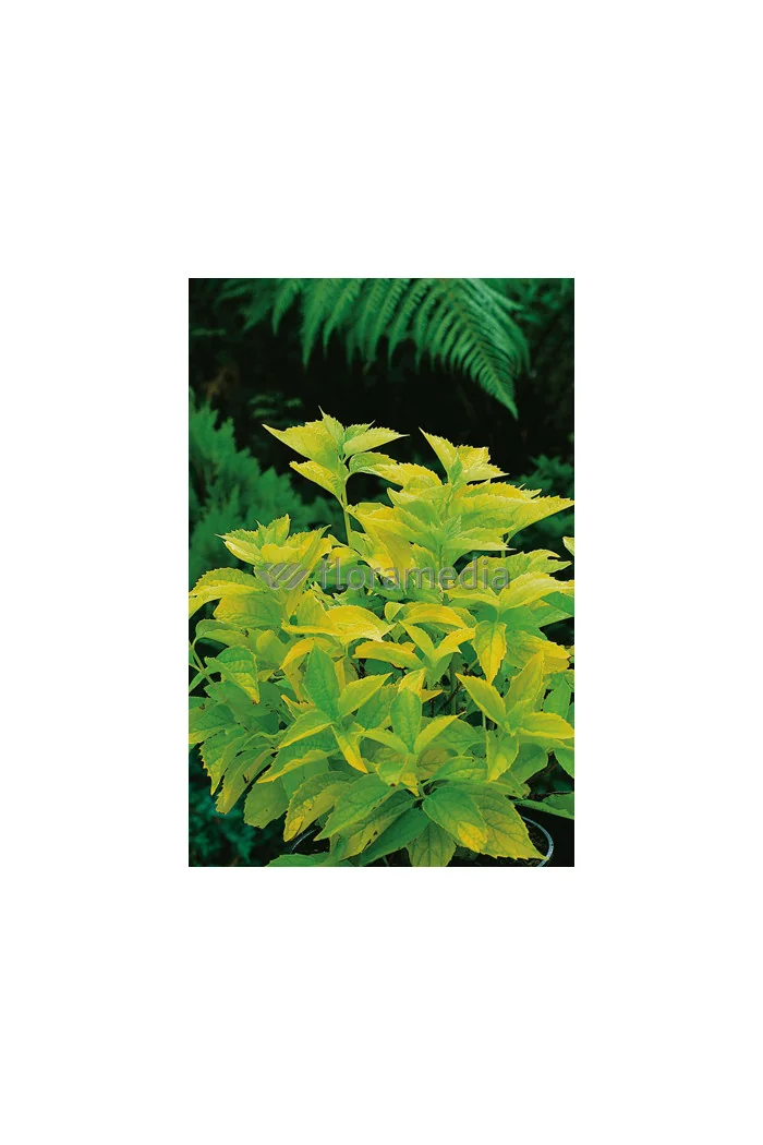 Jaśminowiec wonny 'Aureus' Philadelphus coronarius