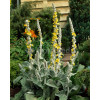 Dziewanna omączona 'Polarsommer' Verbascum bombyciferum