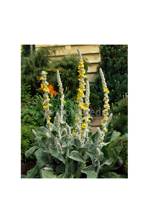 Dziewanna omączona 'Polarsommer' Verbascum bombyciferum