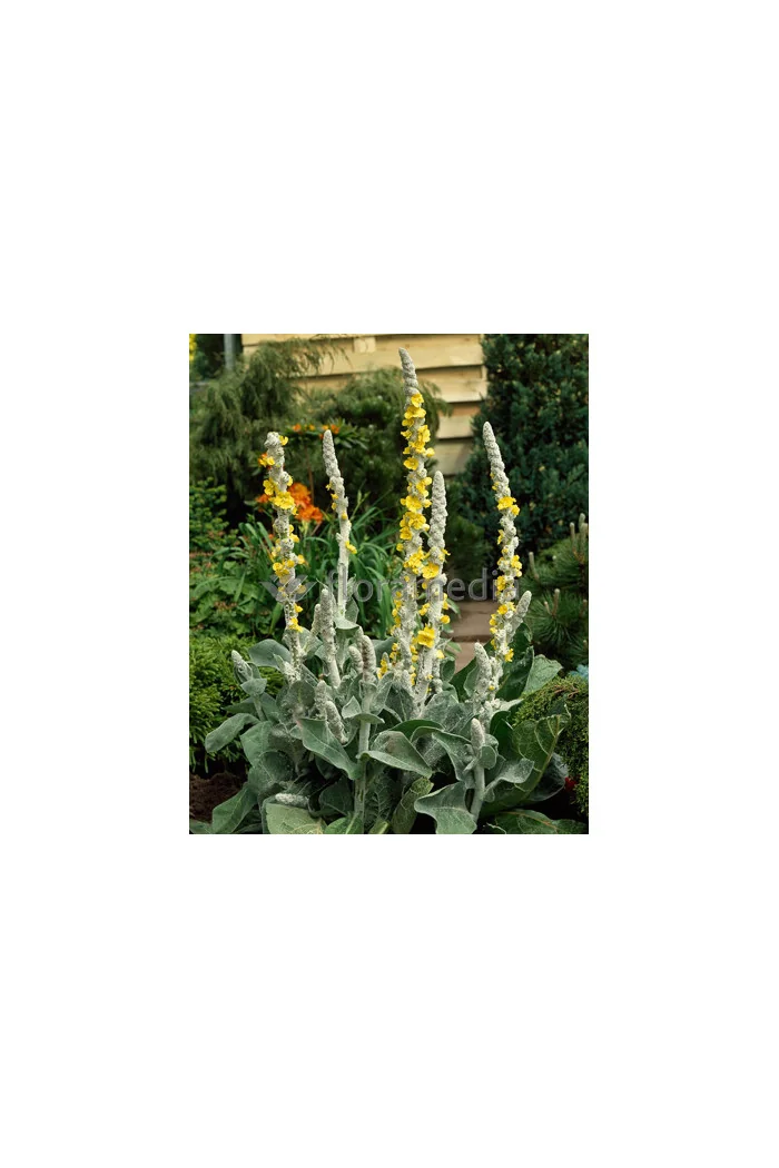 Dziewanna omączona 'Polarsommer' Verbascum bombyciferum
