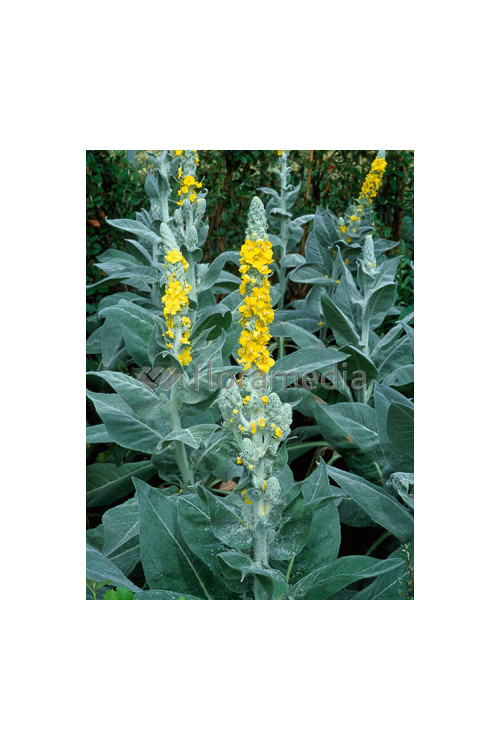 Dziewanna omączona 'Polarsommer' Verbascum bombyciferum