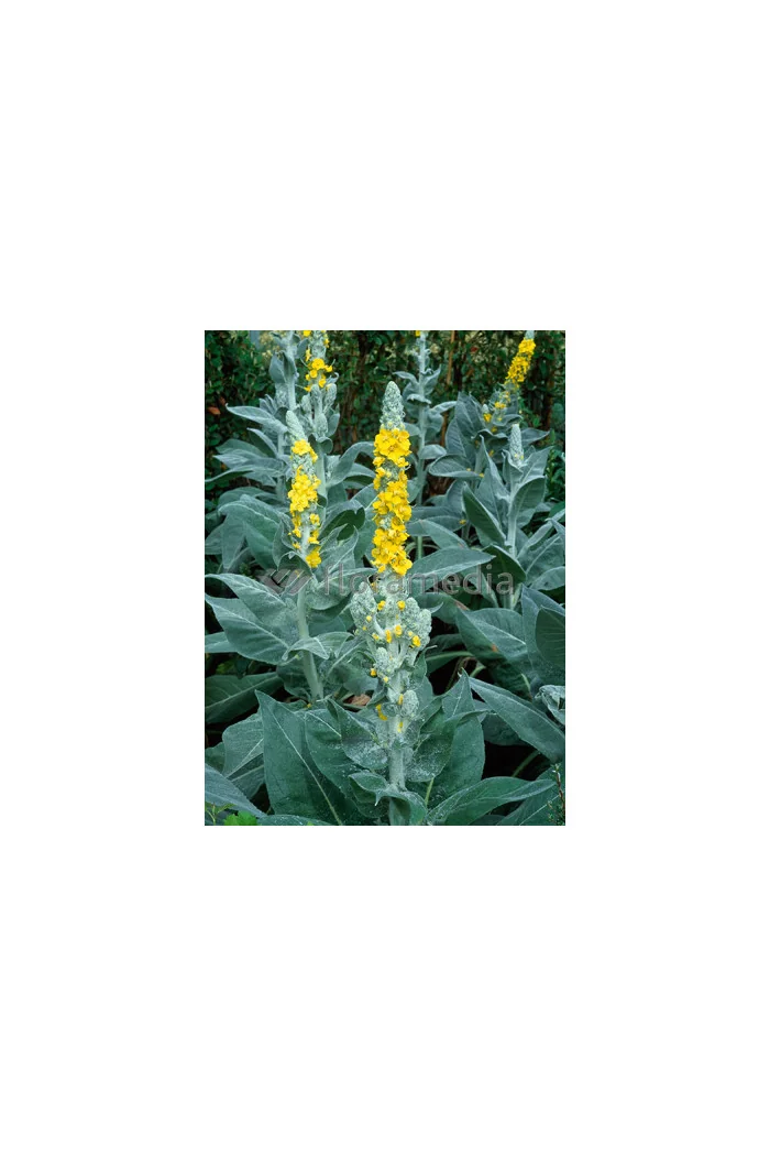 Dziewanna omączona 'Polarsommer' Verbascum bombyciferum