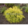 Cyprysik groszkowy 'Golden Mop' | Chamaecyparis pisifera
