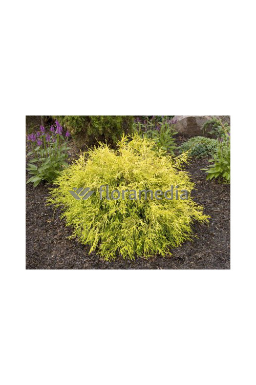 Cyprysik groszkowy 'Golden Mop' | Chamaecyparis pisifera