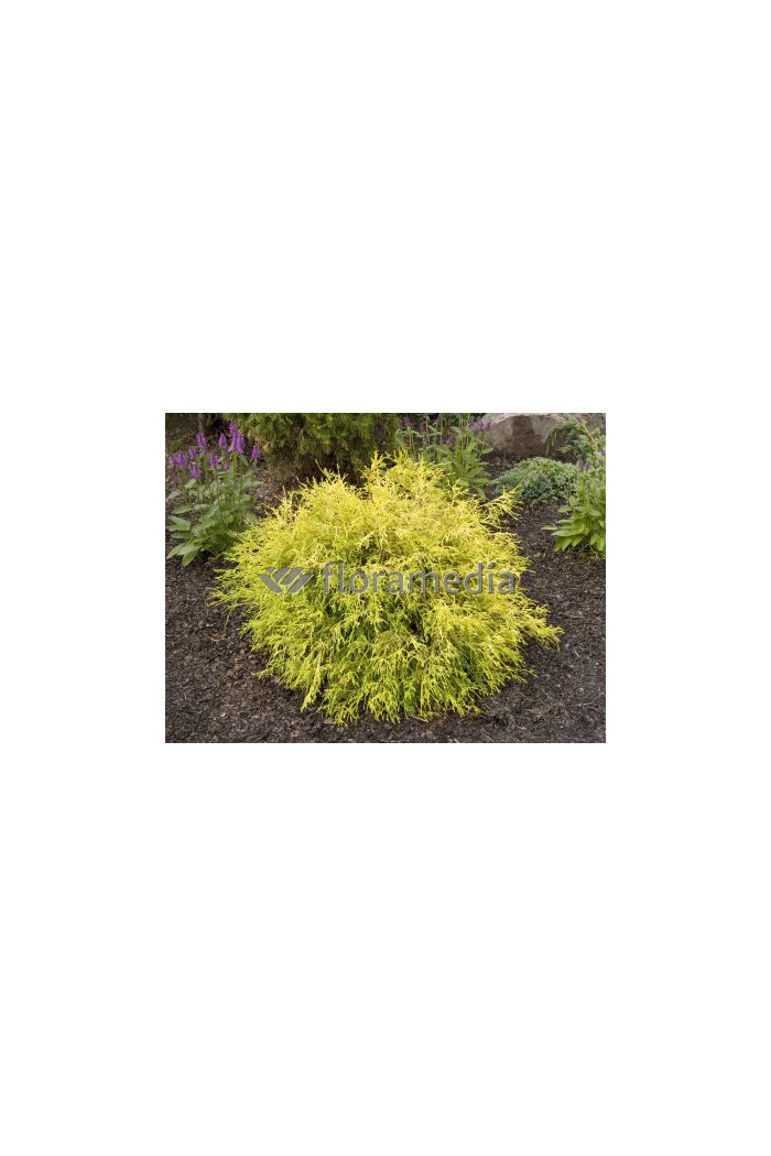 Cyprysik groszkowy 'Golden Mop' | Chamaecyparis pisifera