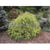 Cyprysik groszkowy 'Golden Mop' | Chamaecyparis pisifera