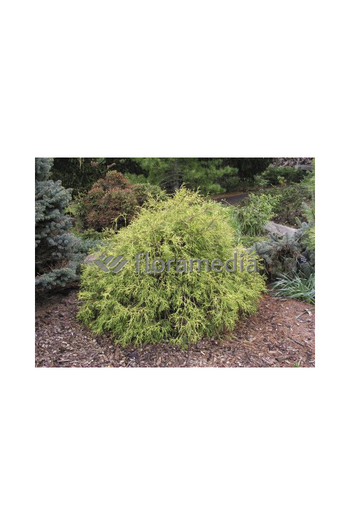 Cyprysik groszkowy 'Golden Mop' | Chamaecyparis pisifera