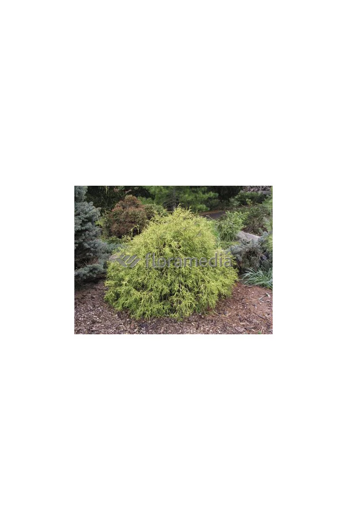 Cyprysik groszkowy 'Golden Mop' | Chamaecyparis pisifera