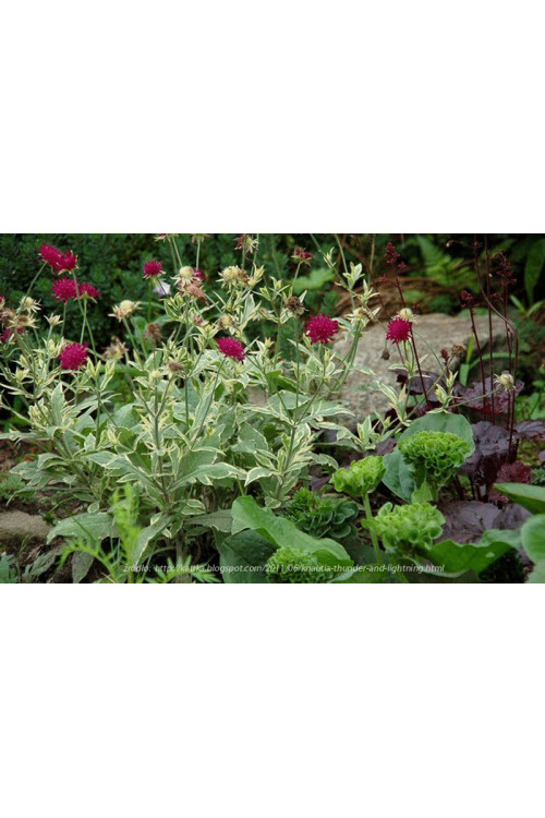 Knautia 'Thunder and Lightning' | Knautia