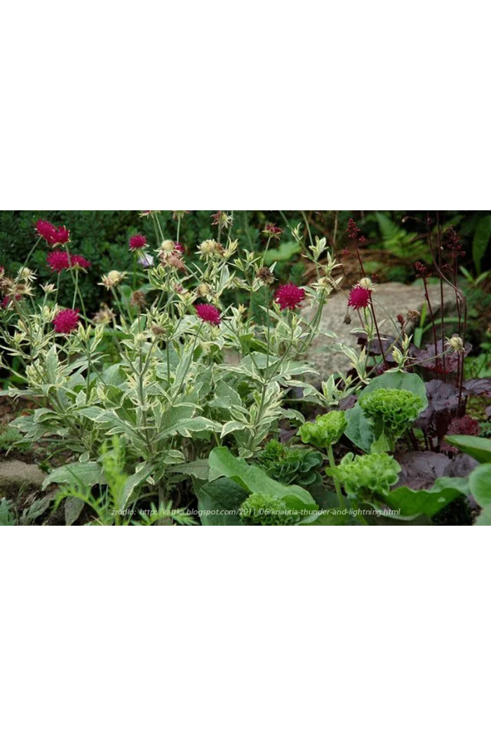 Knautia 'Thunder and Lightning' | Knautia