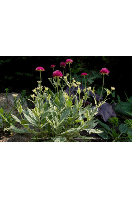 Knautia 'Thunder and Lightning' | Knautia