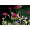 Knautia 'Thunder and Lightning' | Knautia