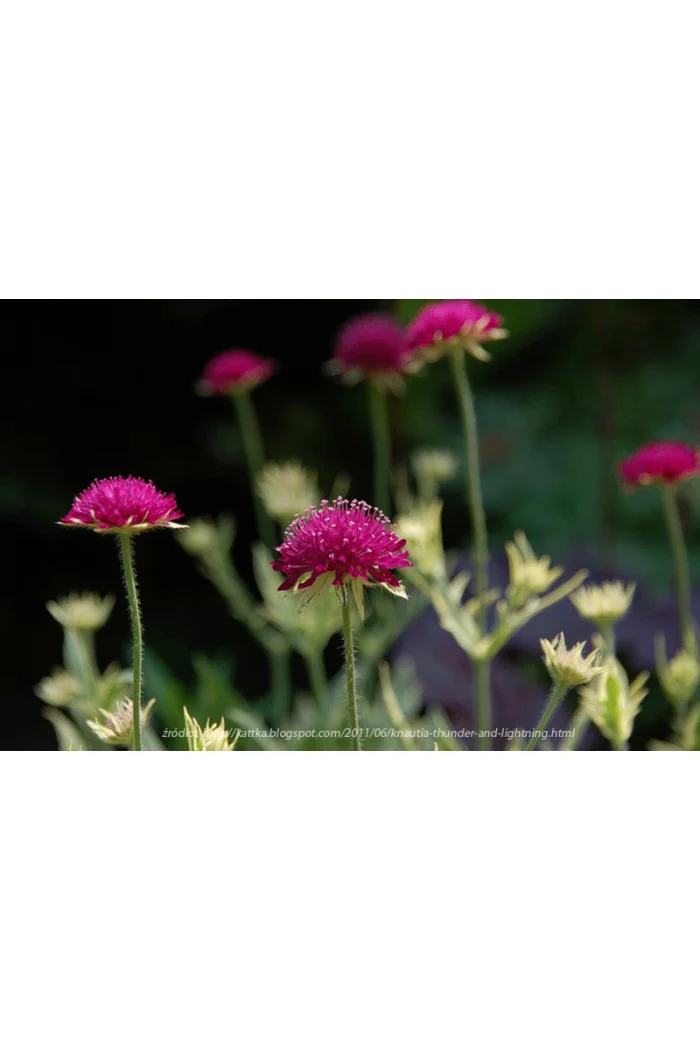 Knautia 'Thunder and Lightning' | Knautia