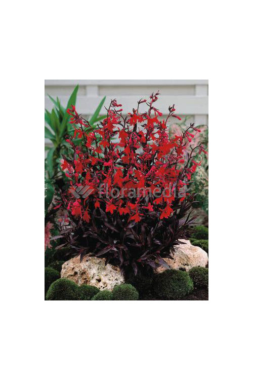 Lobelia 'Chocolate Truffle' Lobelia