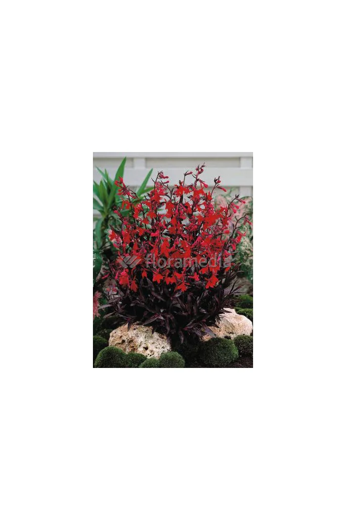 Lobelia 'Chocolate Truffle' Lobelia