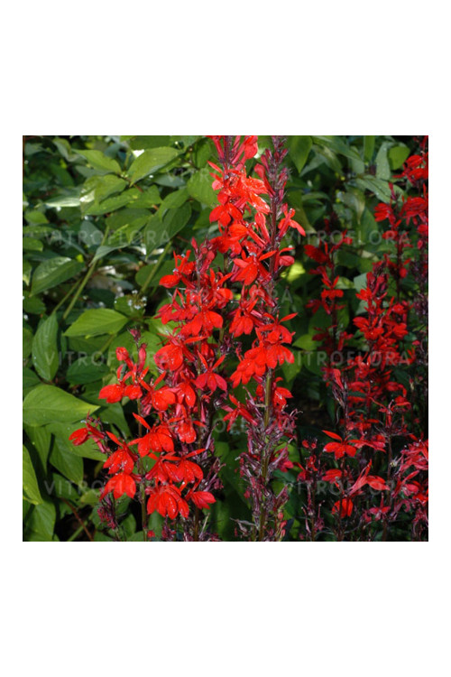 Lobelia 'Chocolate Truffle' Lobelia