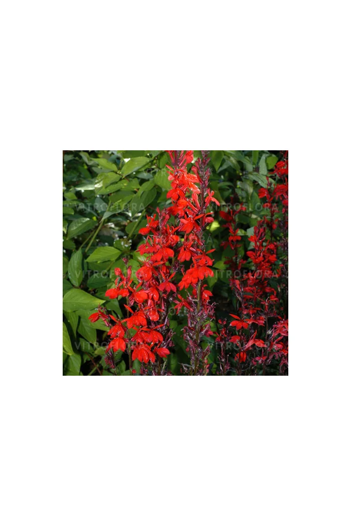 Lobelia 'Chocolate Truffle' Lobelia