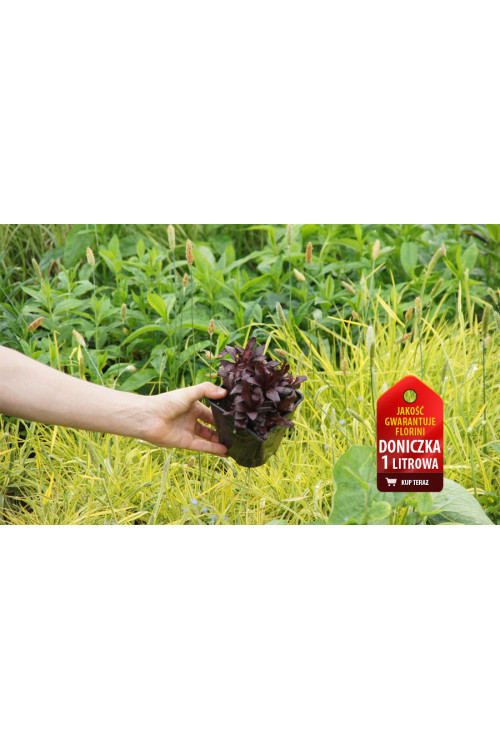 Lobelia 'Chocolate Truffle' Lobelia